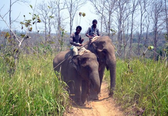 Tripura to create elephant reserve at own funding